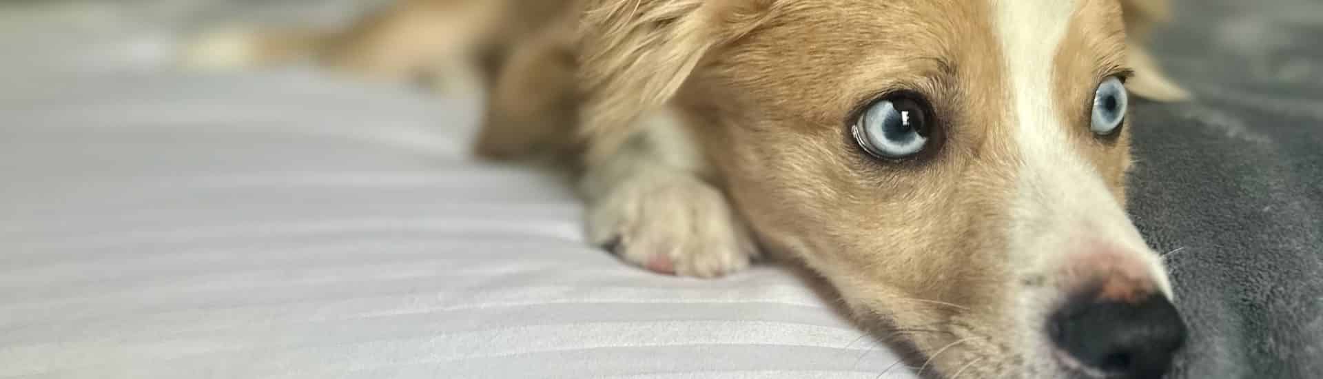 Close up view of tan and white dog looking to the right sitting on a bed