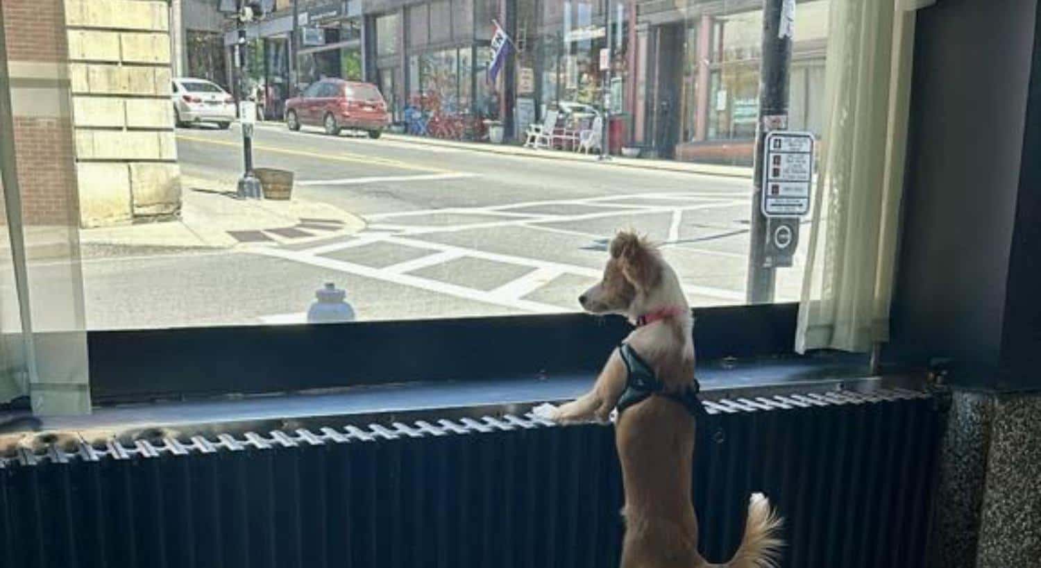 White and tan dog standing up on hind legs leaning on radiator looking out large window in hotel lobby