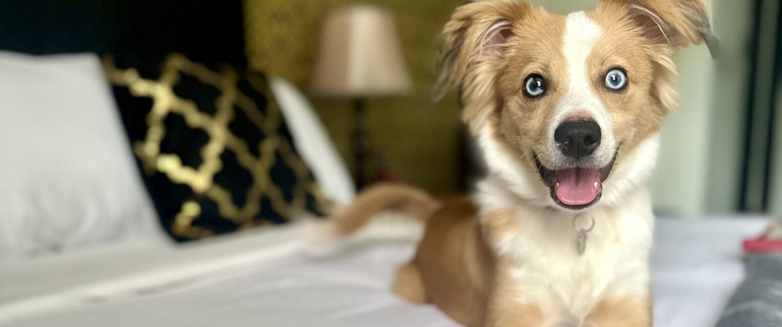 Close up view of tan and white dog looking to the right sitting on a bed