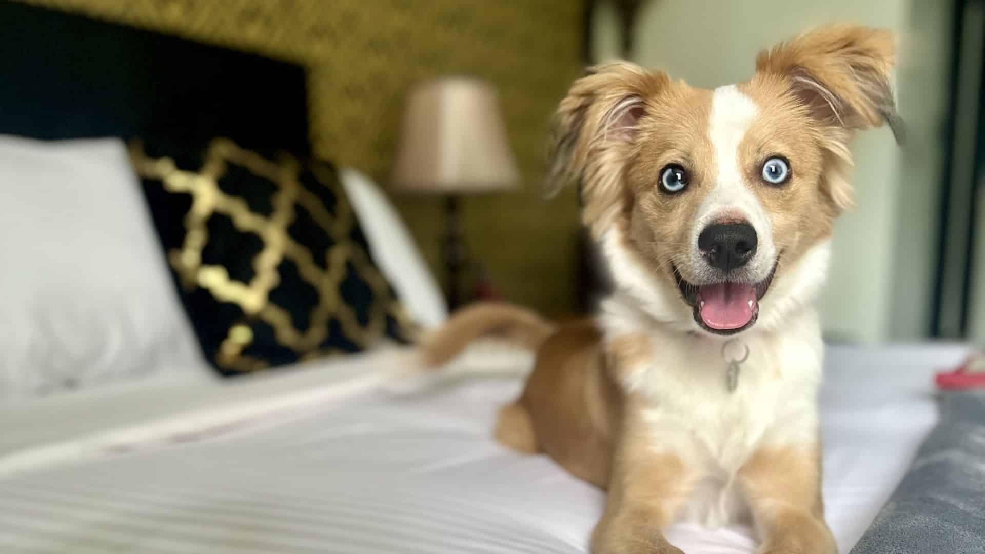 Close up view of tan and white dog looking to the right sitting on a bed