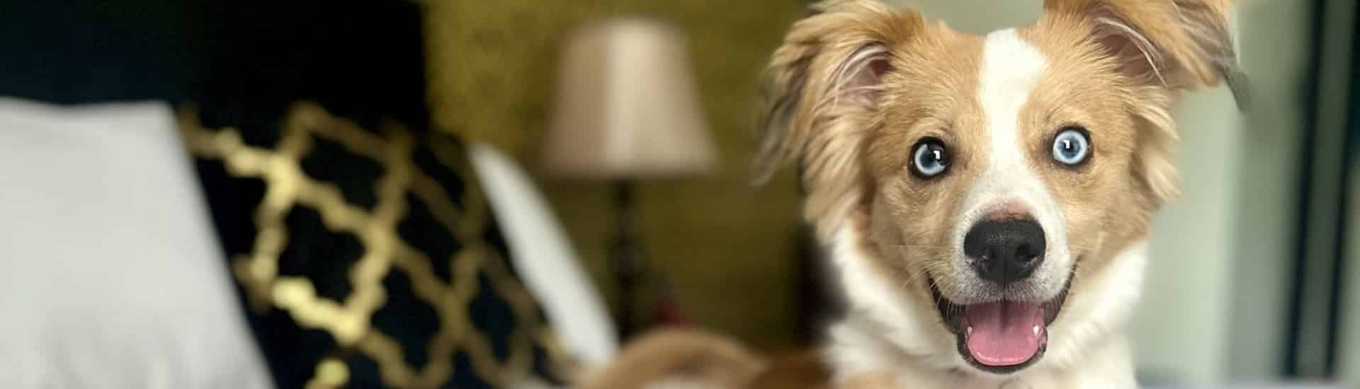 Close up view of tan and white dog looking straight ahead sitting on a bed