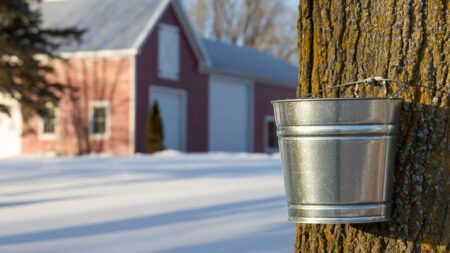 steel pail hanging from tap on maple tree, sugar house in backdrop.