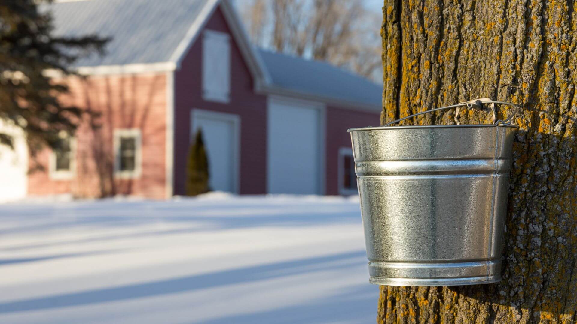 steel pail hanging from tap on maple tree, sugar house in backdrop.