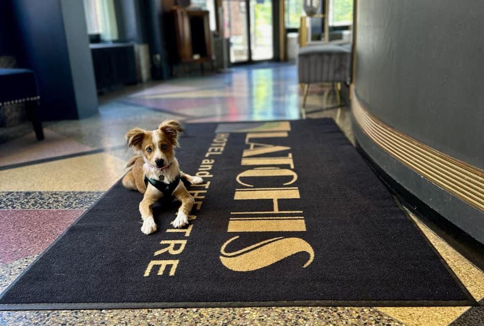 Tan and white dog laying on a black Latchis Hotel rug in the lobby looking straight ahead