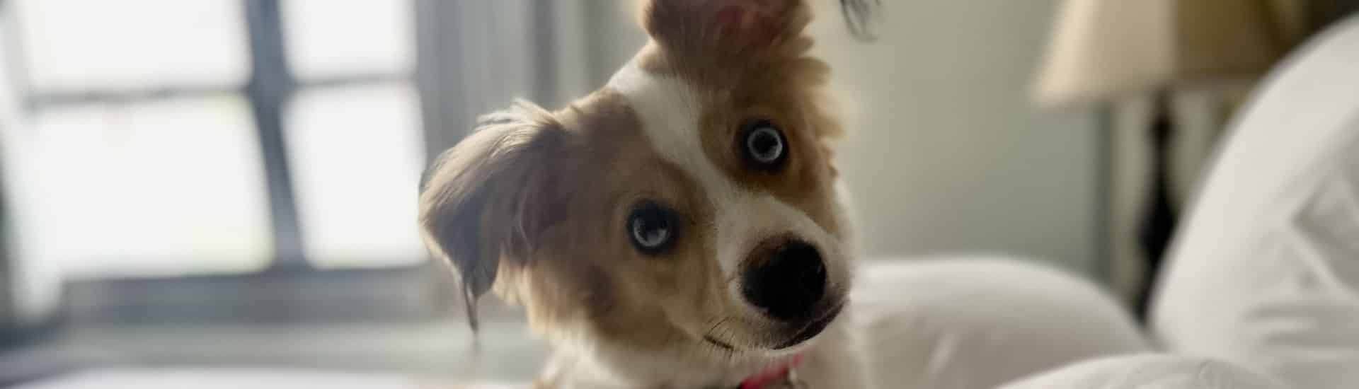 Close up view of tan and white dog looking straight ahead sitting on a bed